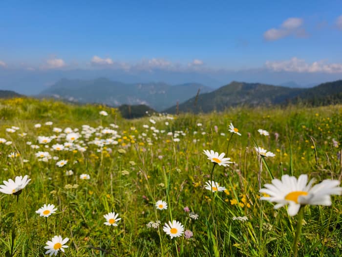 Gänseblümchen · Gardasee